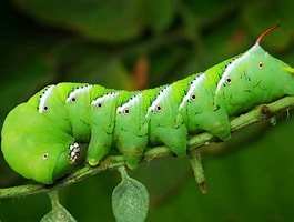 tomato hornworm